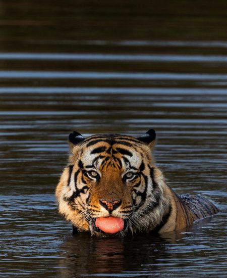 Bandhavgarh