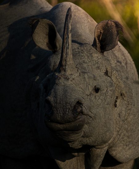 Kaziranga